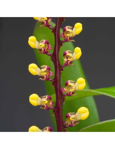 Bulbophyllum falcatum en sphaigne