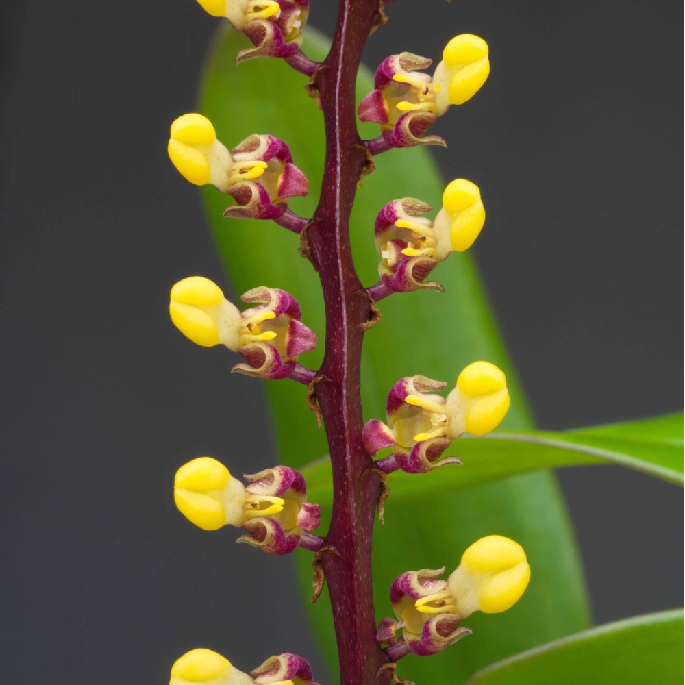 Bulbophyllum falcatum