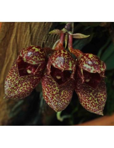 Bulbophyllum frostii sur plaque