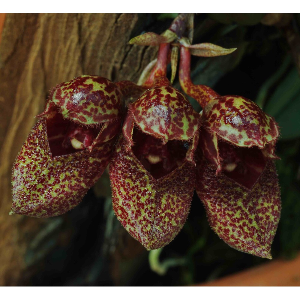 Bulbophyllum frostii