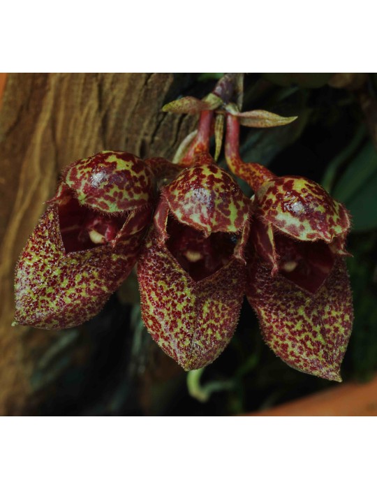 Bulbophyllum frostii