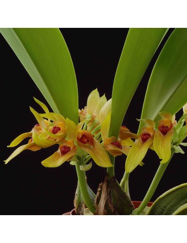 Bulbophyllum graveolens