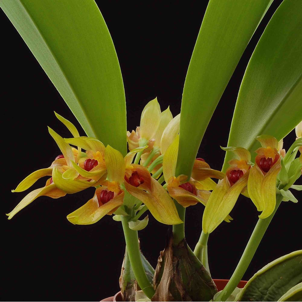 Bulbophyllum graveolens