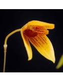 Bulbophyllum pardalotum