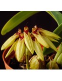 Bulbophyllum picturatum