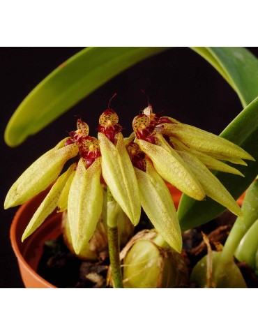 Bulbophyllum picturatum