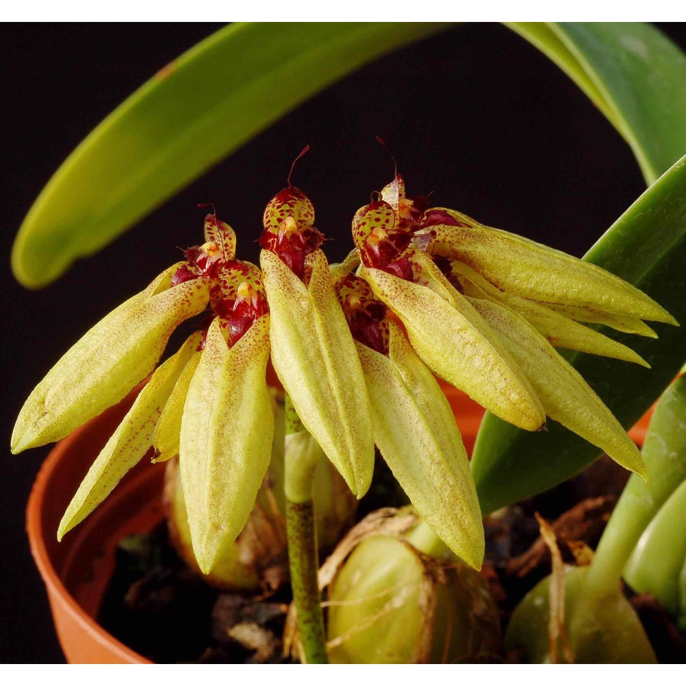 Bulbophyllum picturatum