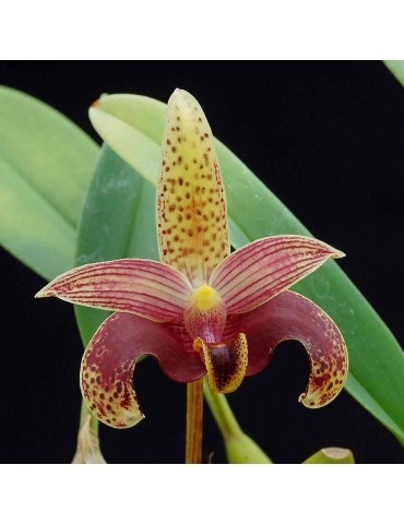 Bulbophyllum sumatranum