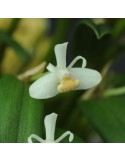 Cadetia taylori