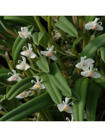 Cadetia taylori en sphaigne