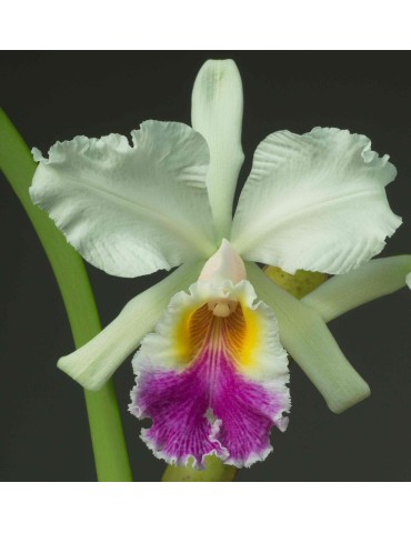 Cattleya Octave Douin