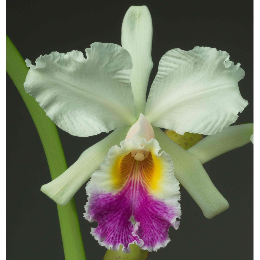 Cattleya Octave Douin Cattleya Octave Douin