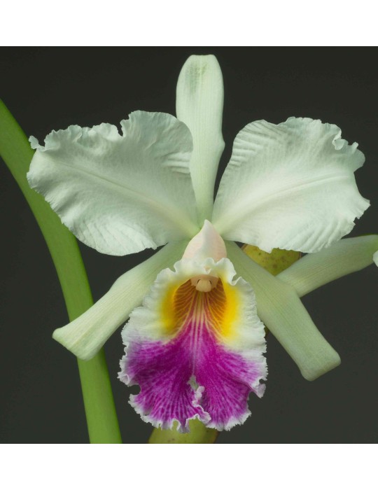 Cattleya Octave Douin Cattleya Octave Douin