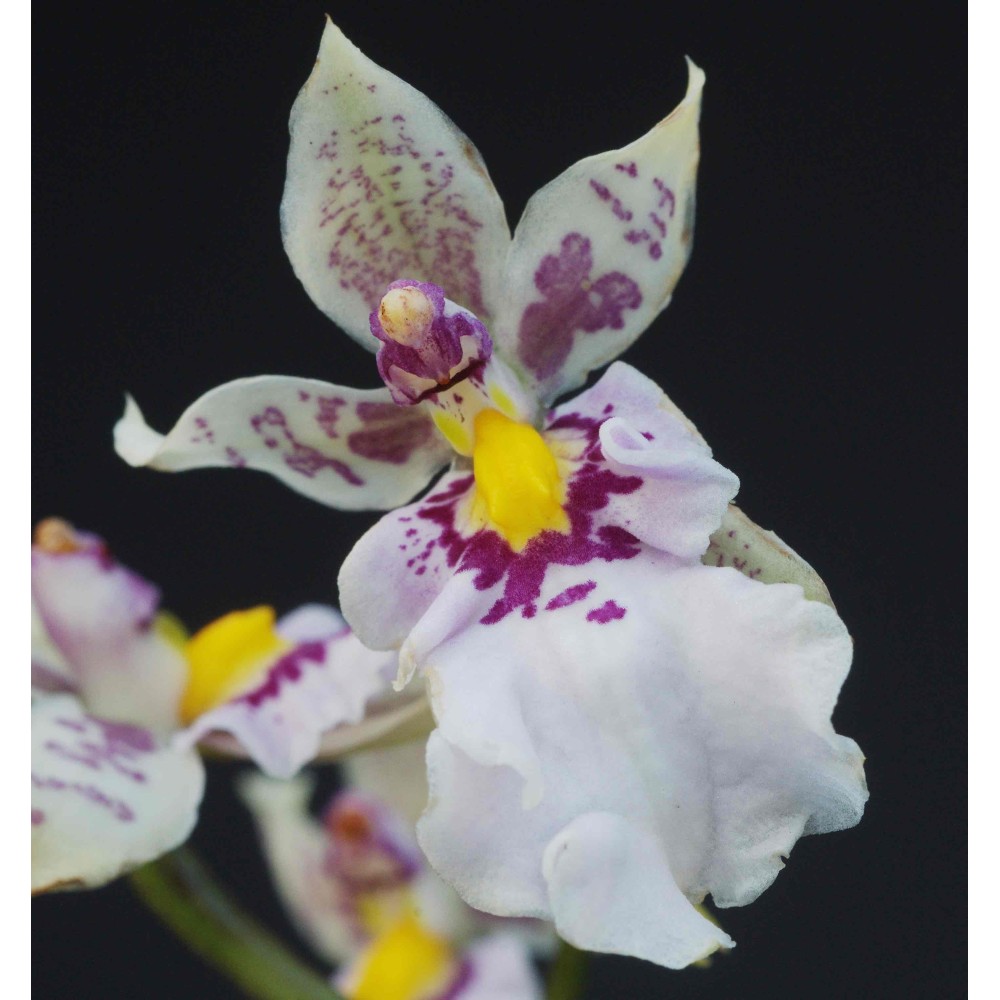 Caucaea phalaenopsis