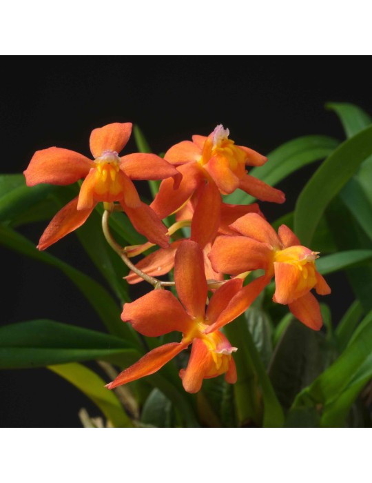 Cochlioda noezliana Cochlioda noezliana