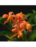 Cochlioda noezliana
