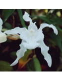 Coelogyne cristata var. hololeuca