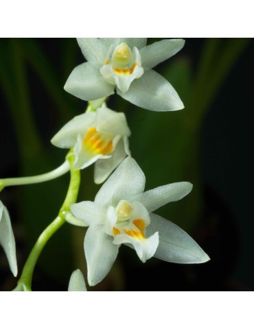 Coelogyne flexuosa