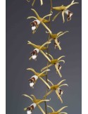 Coelogyne pulverula