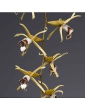 Coelogyne pulverula