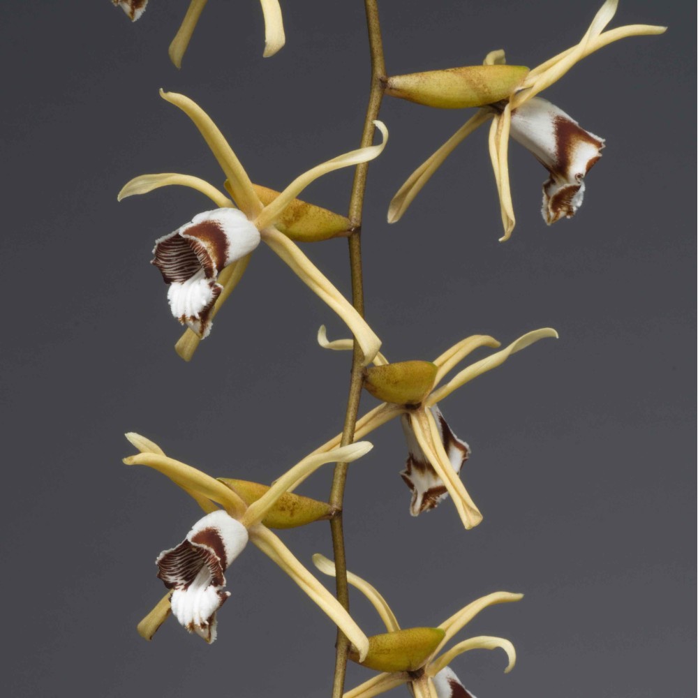 Coelogyne pulverula