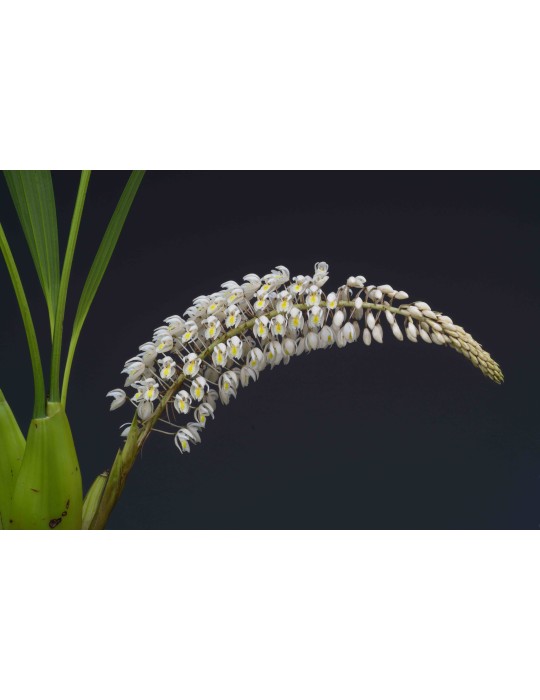 Coelogyne multiflora