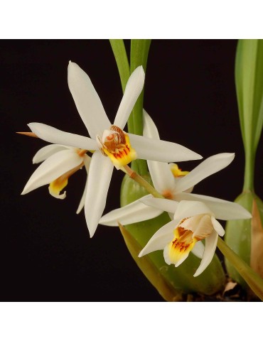 Coelogyne viscosa