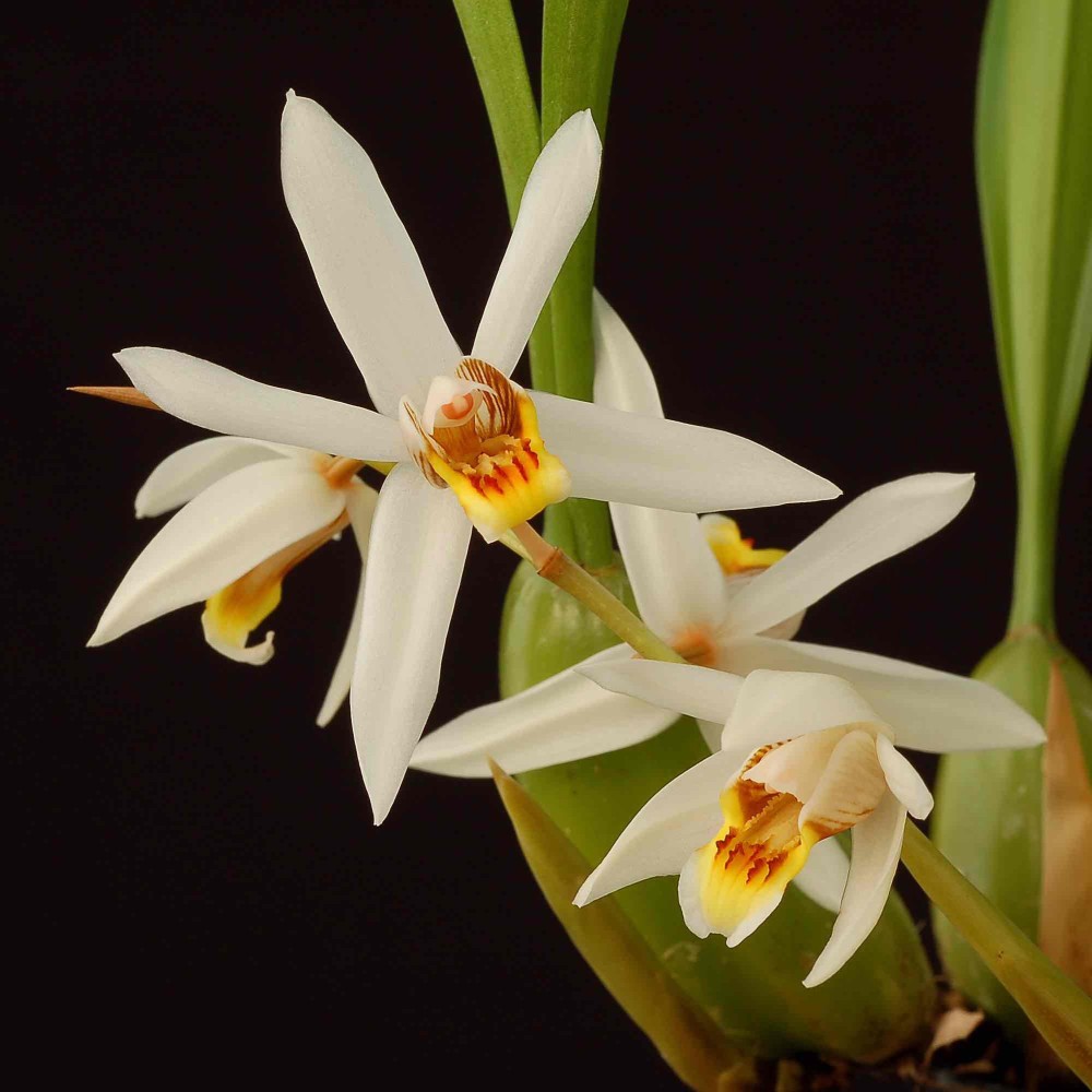 Coelogyne viscosa