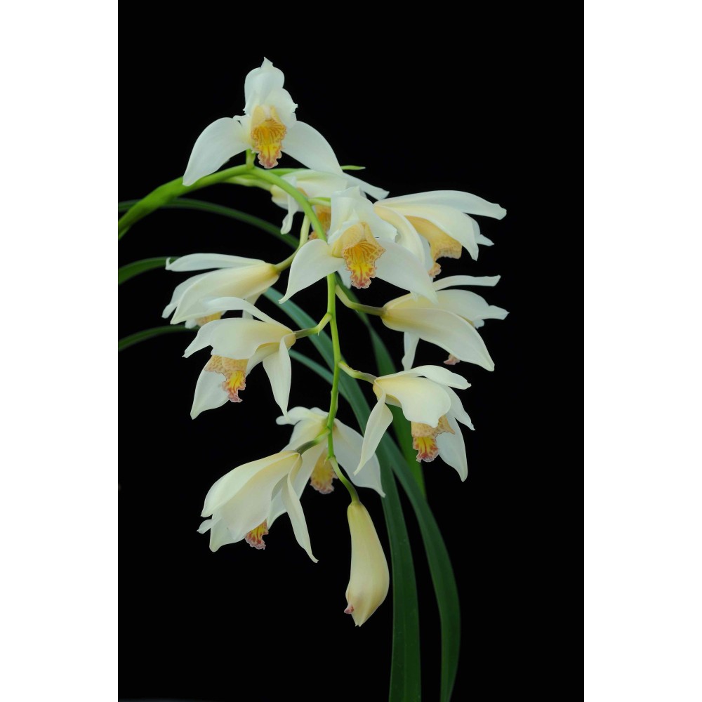 Cymbidium Early Style