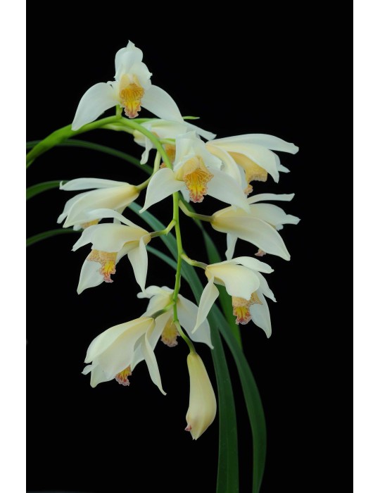 Cymbidium Early Style