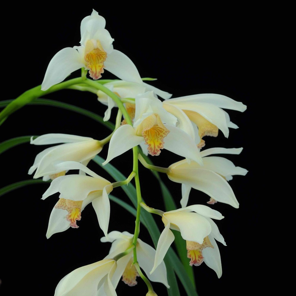 Cymbidium Early Style