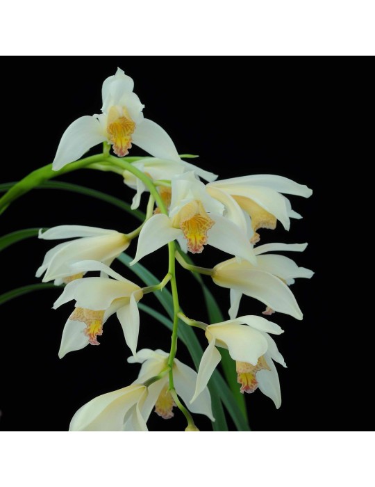 Cymbidium Early Style