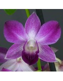 Dendrobium Blue Happiness