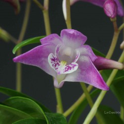 Dendrobium Gillian Leaney