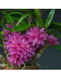 Dendrobium Hibiki