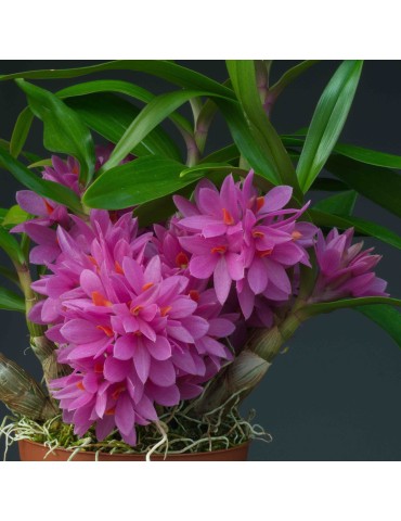 Dendrobium Hibiki