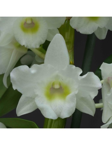 Dendrobium Spring Dream 'Apollon'