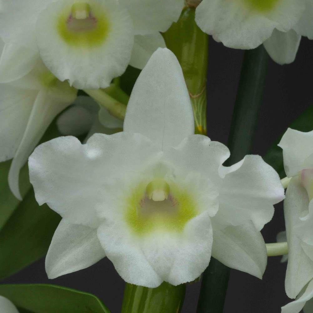 Dendrobium Spring Dream 'Apollon'