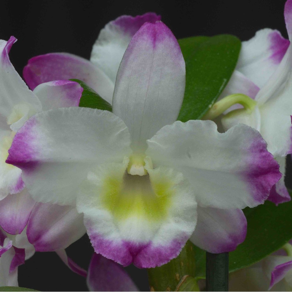 Dendrobium Spring Dream 'Kumiko'