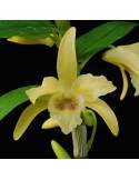 Dendrobium Stardust