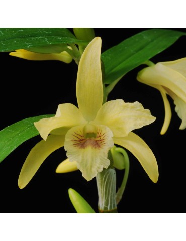 Dendrobium Stardust