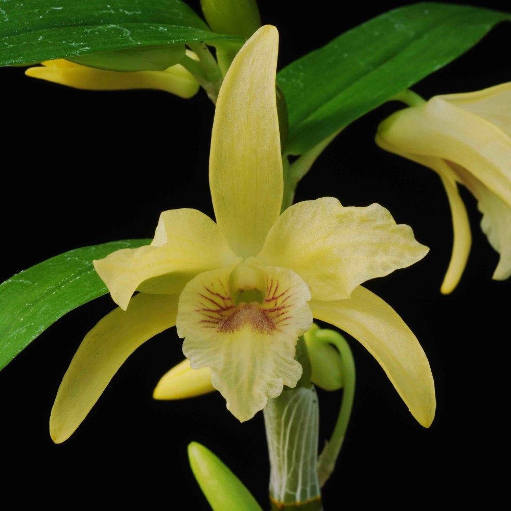 Dendrobium Stardust