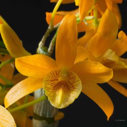 Dendrobium Stardust 'Firebird'