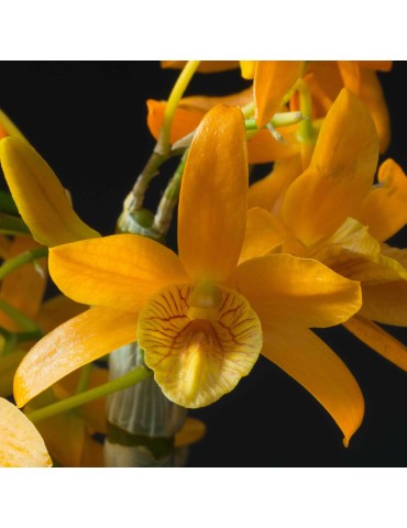 Dendrobium Stardust 'Firebird'