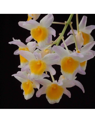 Dendrobium farmeri