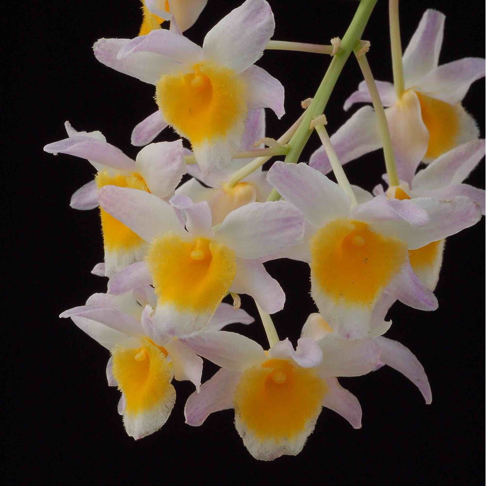 Dendrobium farmeri