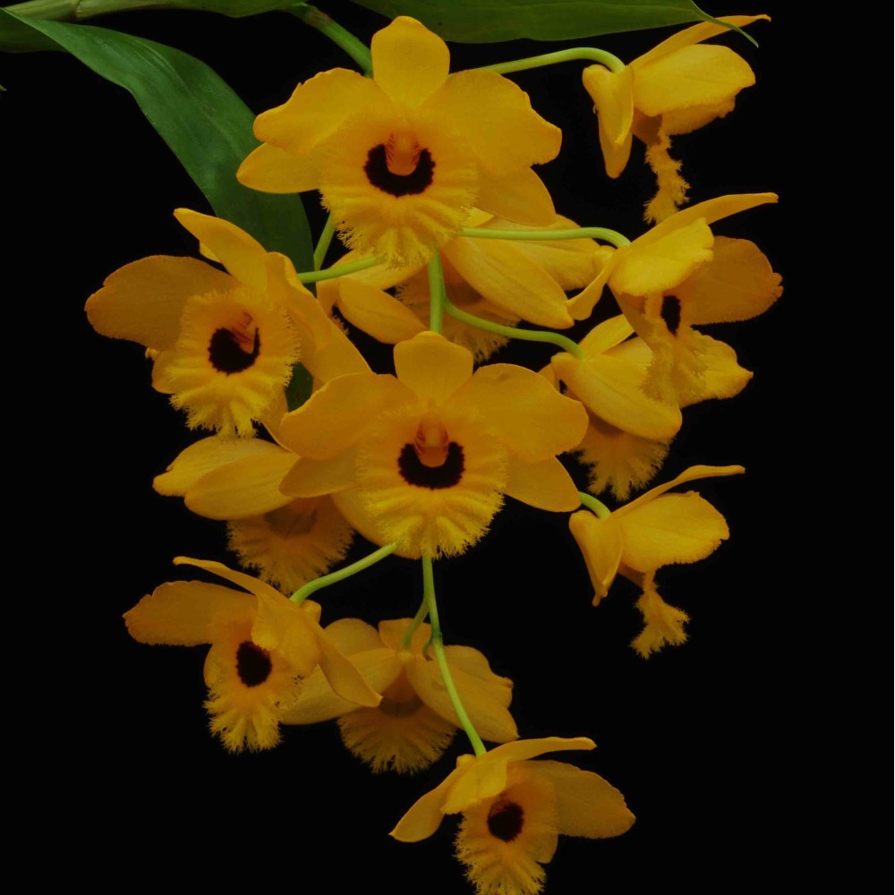 Dendrobium fimbriatum var. oculatum