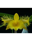 Dendrobium harveyanum