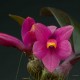 Dendrobium laevifolium