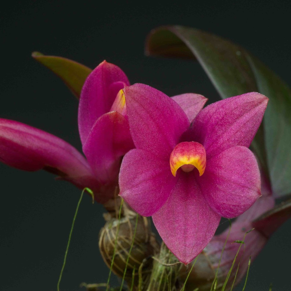 Dendrobium laevifolium